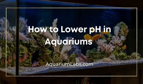 How To Lower PH In Aquarium Fish Tanks Safe Methods Aquarium Labs