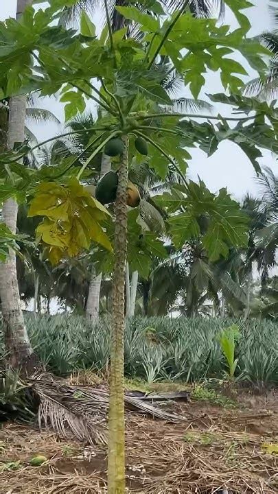 Papaya Fruit Tree🥑🍐🌳 Papaw Plant Papaya Fruit Plantation🌱🍀cultivation