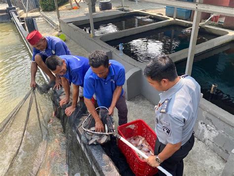 Napi Lapas Cikarang Sukses Panen Ikan Nila Hasil Budidaya