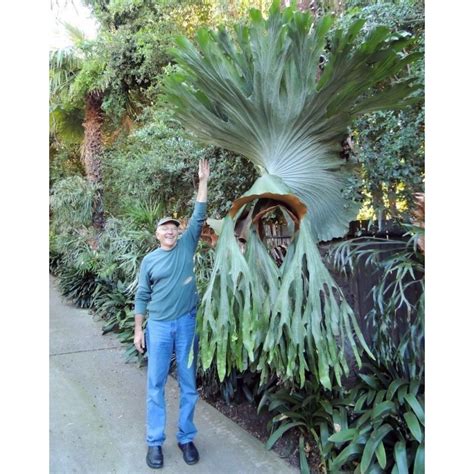 Giant Staghorn Fern Seeds (Platycerium Superbum) - Ár: €1.70