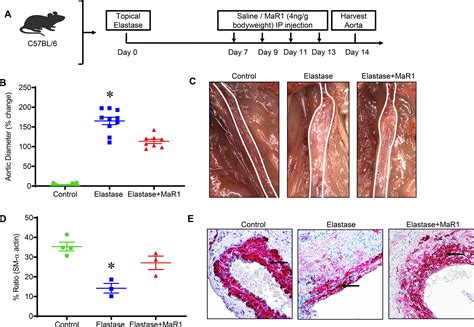 Maresin Activates Lgr Signaling To Inhibit Smooth Muscle Cell