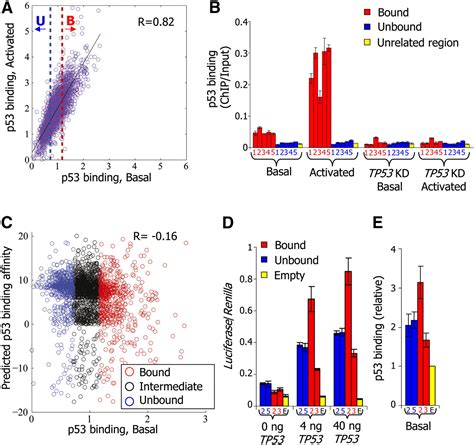 p53 binds preferentially to genomic regions with high DNA-encoded ...