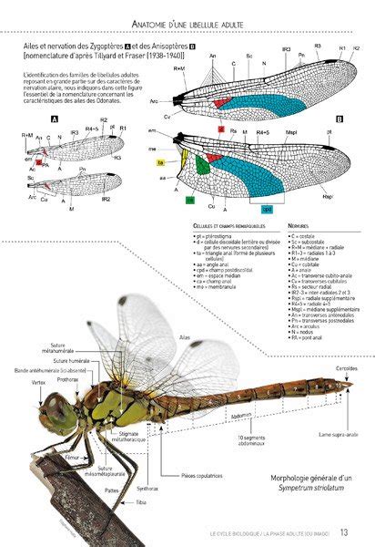 Cahier D Identification Des Libellules De France Belgique Luxembourg