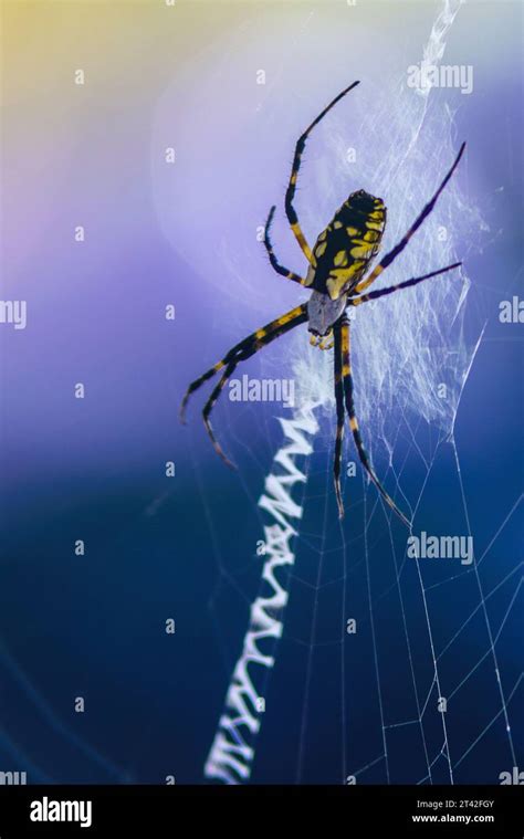 close  shot   orb weaver spider perched   web stock photo