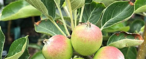 How To Grow Apples In Perth Guildford Garden Centre