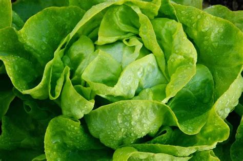 Butterhead Lettuce: How to Plant, Grow, and Enjoy This Delicacy ...