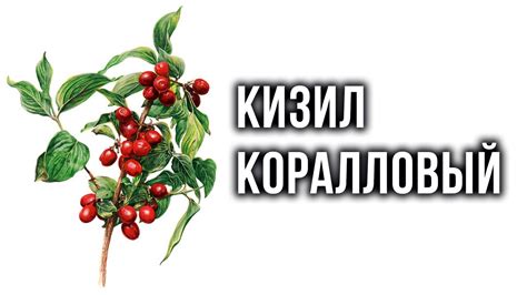 Кизил Коралловый: сбор урожая - YouTube