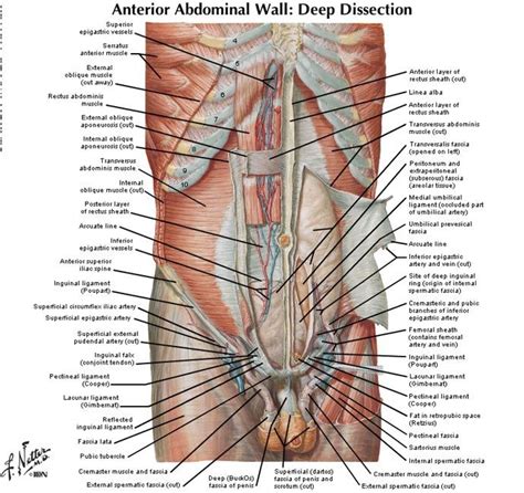 Ab Muscles Diagram - Blogger Lagi