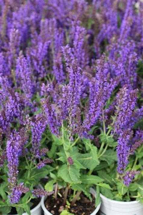 Salvia Nemorosa May Night X Sylvestris Devil Mountain Wholesale