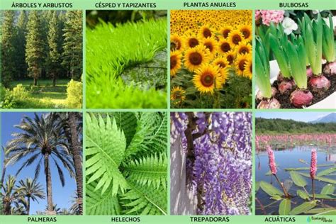 25 plantas ornamentales qué son tipos nombres imágenes y vídeos