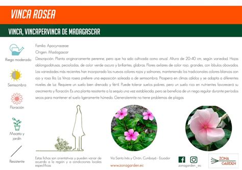 Ficha Cultivo Y Cuidados Vinca Zona Garden