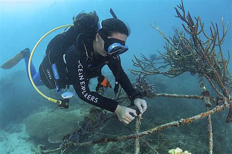 Padi Diving Course Prices Koh Tao Black Turtle Dive