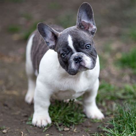 Blue Pied French Bulldog Pup | Bulldog breeds, French bulldog breed ...