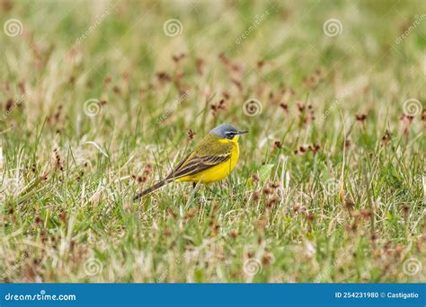 Western Yellow Wagtail Motacilla Flava Is A Small Bird With Yellow