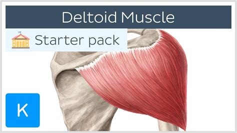 Deltoid Muscle Diagram