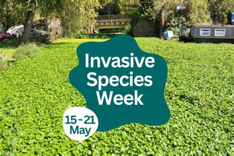 Help Stop The Spread Of Invasive Species The Green Blue