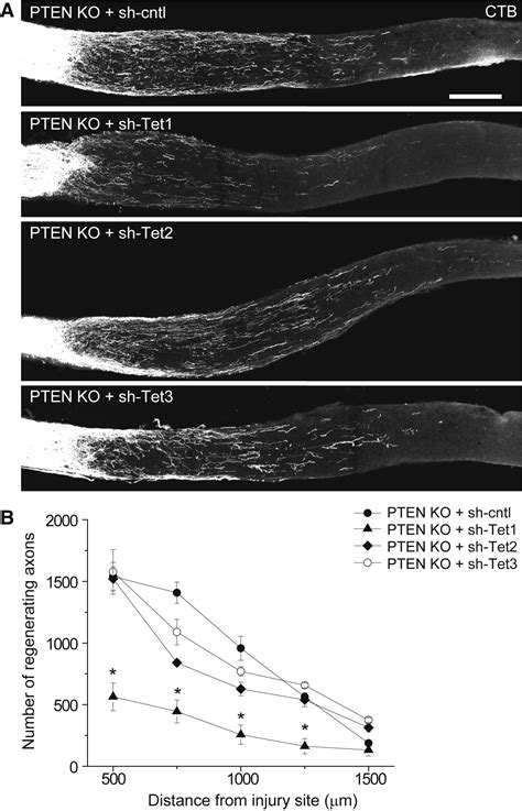 An Intrinsic Epigenetic Barrier For Functional Axon Regeneration Neuron