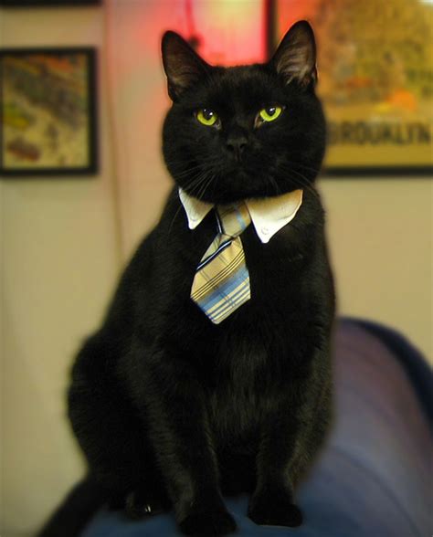 20 Adorable Cats Wearing Ties Amazing Creatures