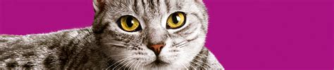 Gatos Adultos Cuidado Nutrición y Juegos Whiskas