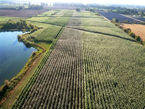 Selection of Hybrid Poplar Varieties for Bioenergy | Advanced Hardwood ...