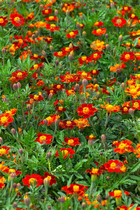 Marigold Tagetes Red Gem Premier Seeds Direct