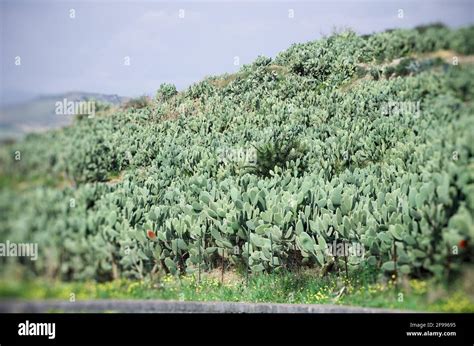 Cactus Fig Prickly Pear Sicily Fotos Und Bildmaterial In Hoher