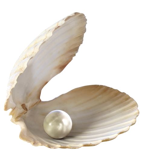 Seashell Desktop Wallpaper Clip art - seashells png download - 1419* ...