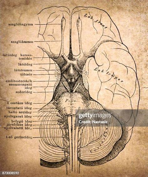 434 Vintage Brain Diagram Stock Photos, High-Res Pictures, and Images ...