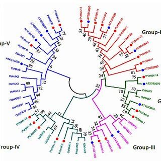 Comparative Phylogenetic Analysis Of Hak Proteins Across Different