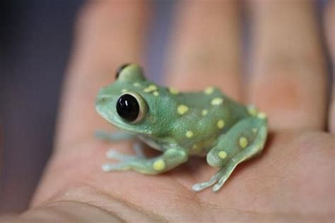 Cute Baby Toads