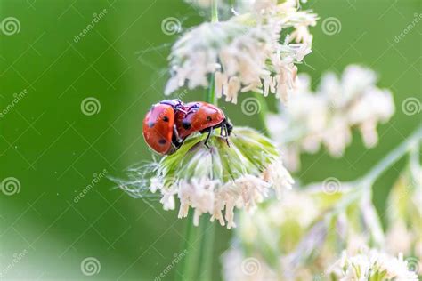 Pair Of Ladybugs Having Sex On A Leaf As Couple In Close Up To Create