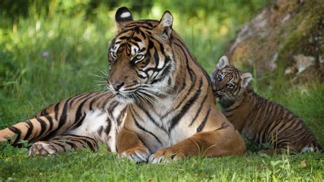 tiger, Babies, Cubs Wallpapers HD / Desktop and Mobile Backgrounds