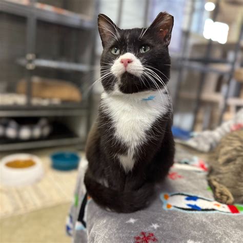 animal welfare league crawfordsville indiana 6