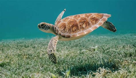 Georgia Sets Turtle Record With Most Loggerhead Nests Ever Counted On