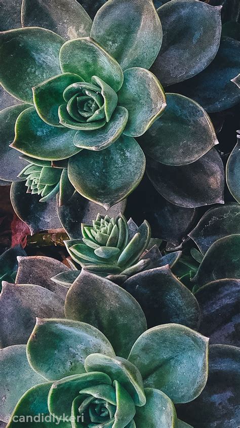 Succulent Aesthetic Desktop Wallpapers on WallpaperDog