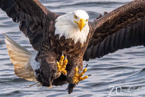 bruces top  scary birds bwd magazine