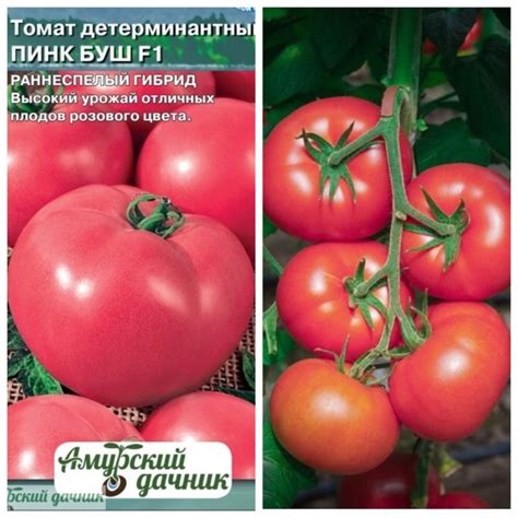 Помидоры Пинк Буш: описание сорта. Японский гость в моей теплице