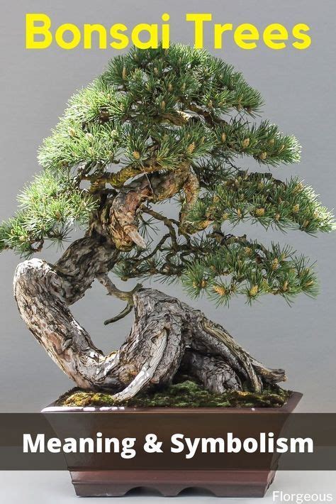 Bonsai Tree Meaning And Symbolism Of Common Varieties Artofit