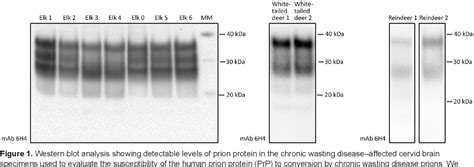 Figure From Edinburgh Research Explorer Susceptibility Of Human Prion