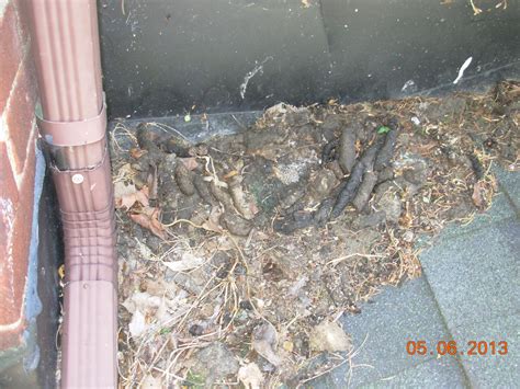 Raccoon Poop Feces Scat Pictures