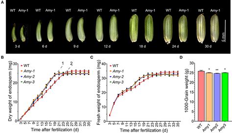 Frontiers Senescence Specific Expression Of Ramy1a Accelerates Non