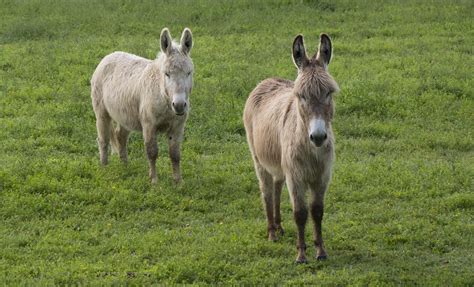 Free Cute Ass Cute Images Pixabay