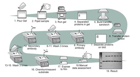 Western Blot Procedure