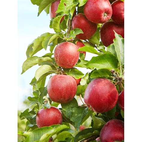 Southern Planters Malus Domestica Apple Tree - Large Fruit, Brilliant ...