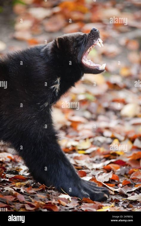 Wolverine animal with prey hi-res stock photography and images - Alamy