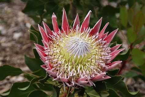 100 Free Protea And Flower Photos Pixabay