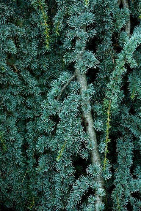 Una Parte De La Textura De Hojas De Pino Verde Natural Foto De Archivo