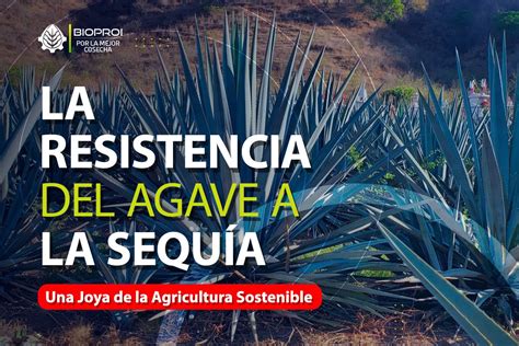 Agave Resistente A La Sequ A Clave Para La Agricultura Sostenible