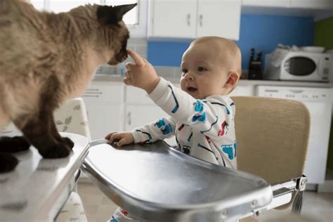 Introducing Cats and Babies - Cat Behavior Alliance and the Carolina ...