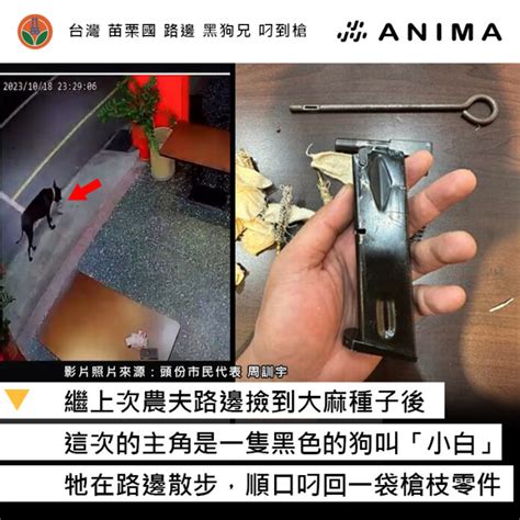 狗狗散步在苗栗國，撿到槍 Anima 阿尼尛 尛新聞